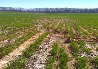 Corn Growers Back Attorney General Lawsuit vs. EPA and Corps