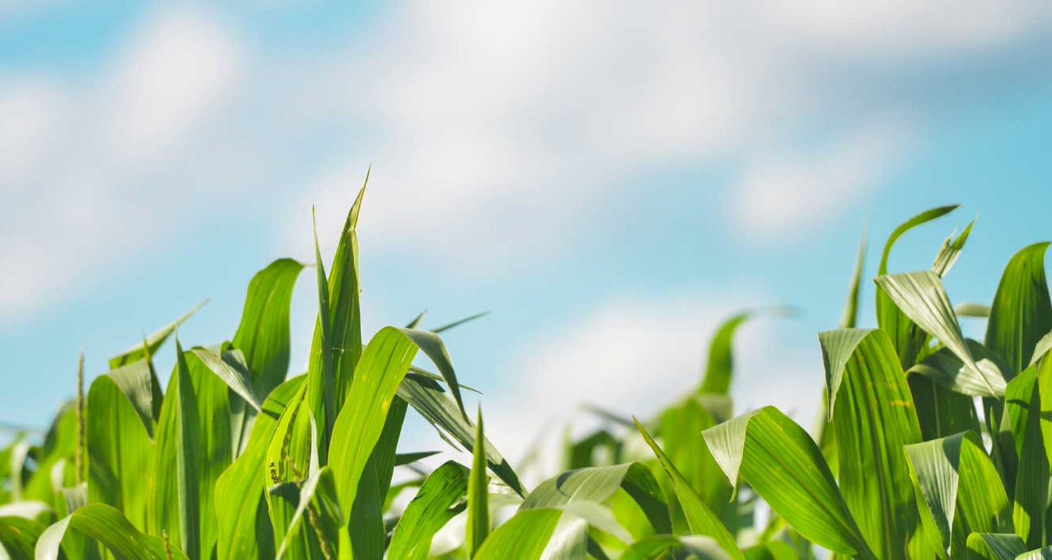 Use of E15 Ethanol Blend Overwhelmingly Favored in Wisconsin