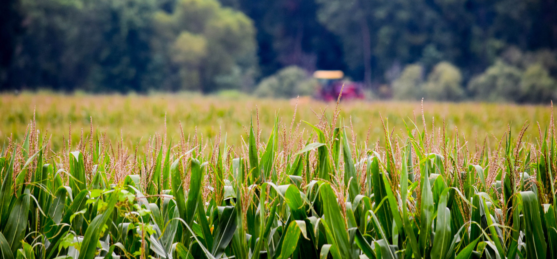 Wisconsin Corn Growers Association announces 2020 Corn Yield Contest winners