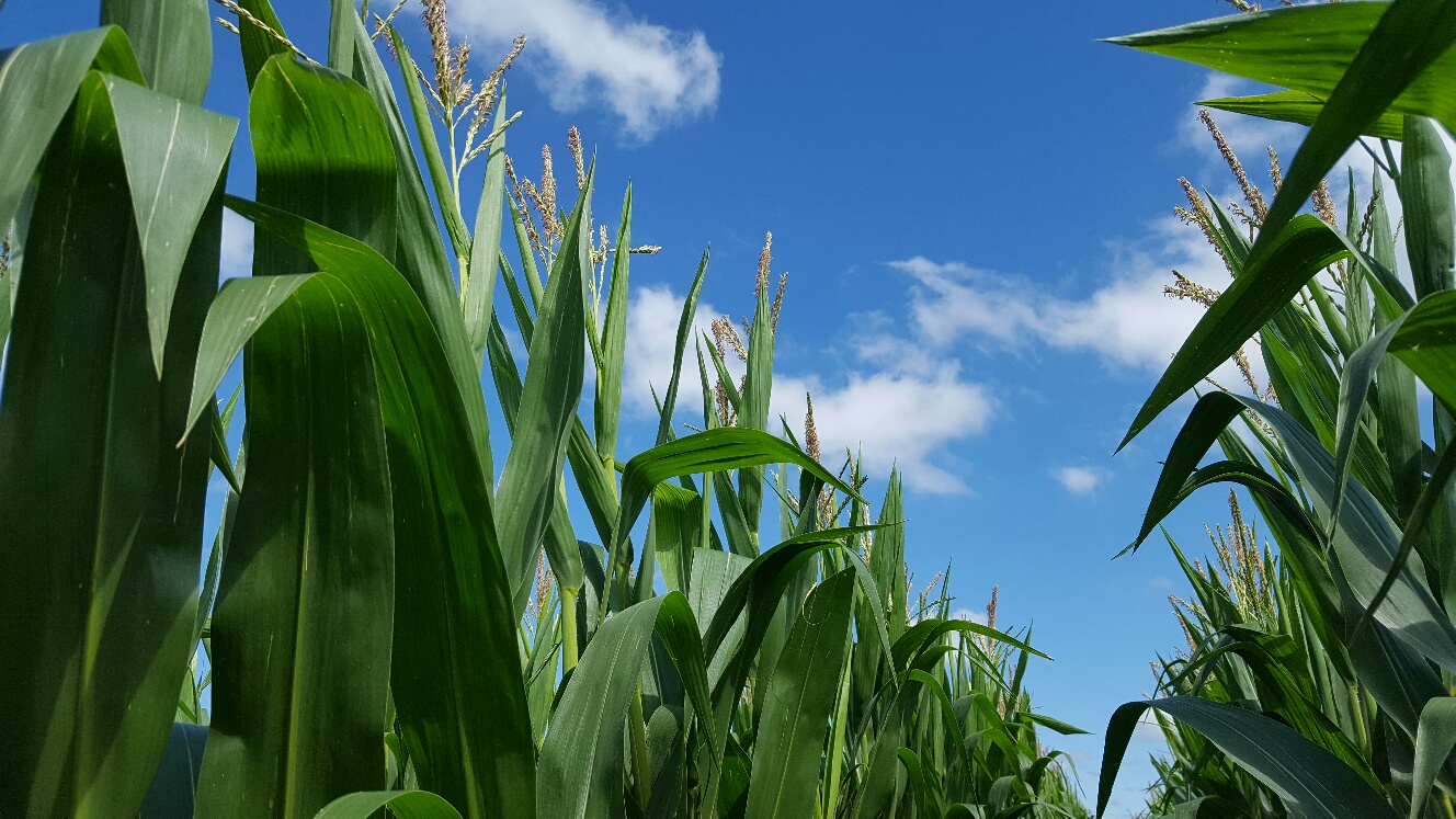 Wisconsin Corn Growers Association statement on USDA’s proposed producer aid