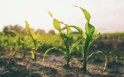 Wisconsin Corn Growers name Yield Contest Winners
