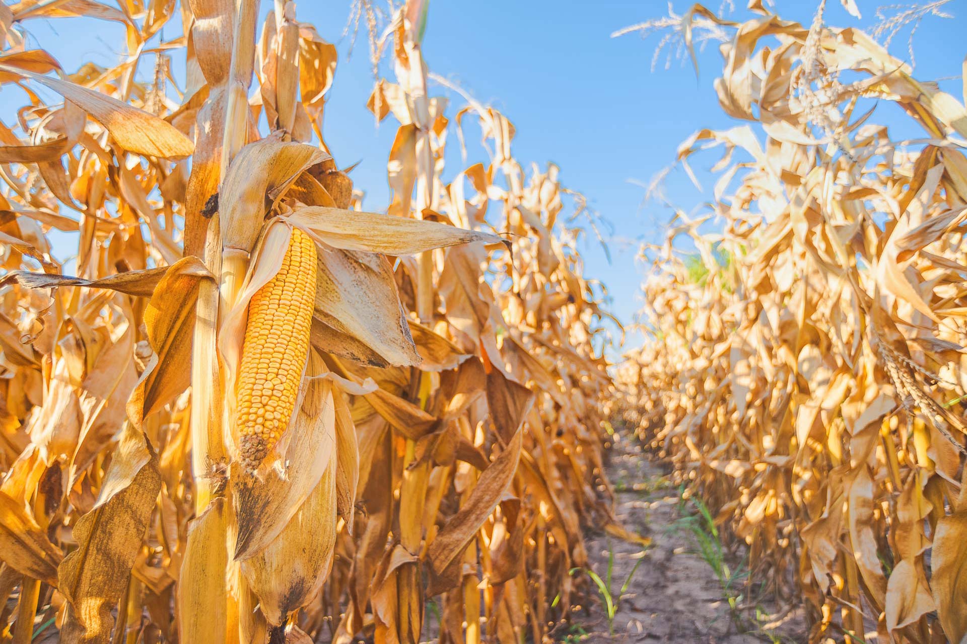 Corn Facts - Field Corn