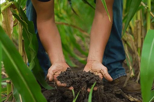 Corn Facts - Healthy Soil