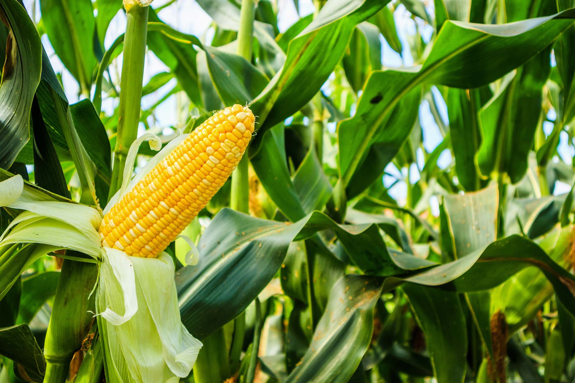 Corn Facts - Sweet Corn