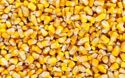 Entries being accepted for Wisconsin Corn Growers Association’s 2023 Corn Yield Contest