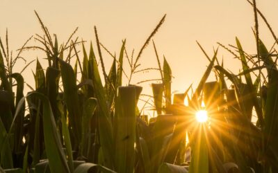 Field-of-Corn.com photo contest results announces winners