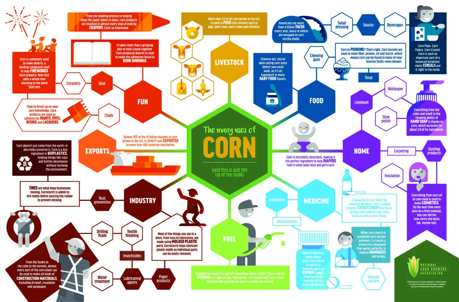 Corn Facts - Poster - The Many Uses of Corn