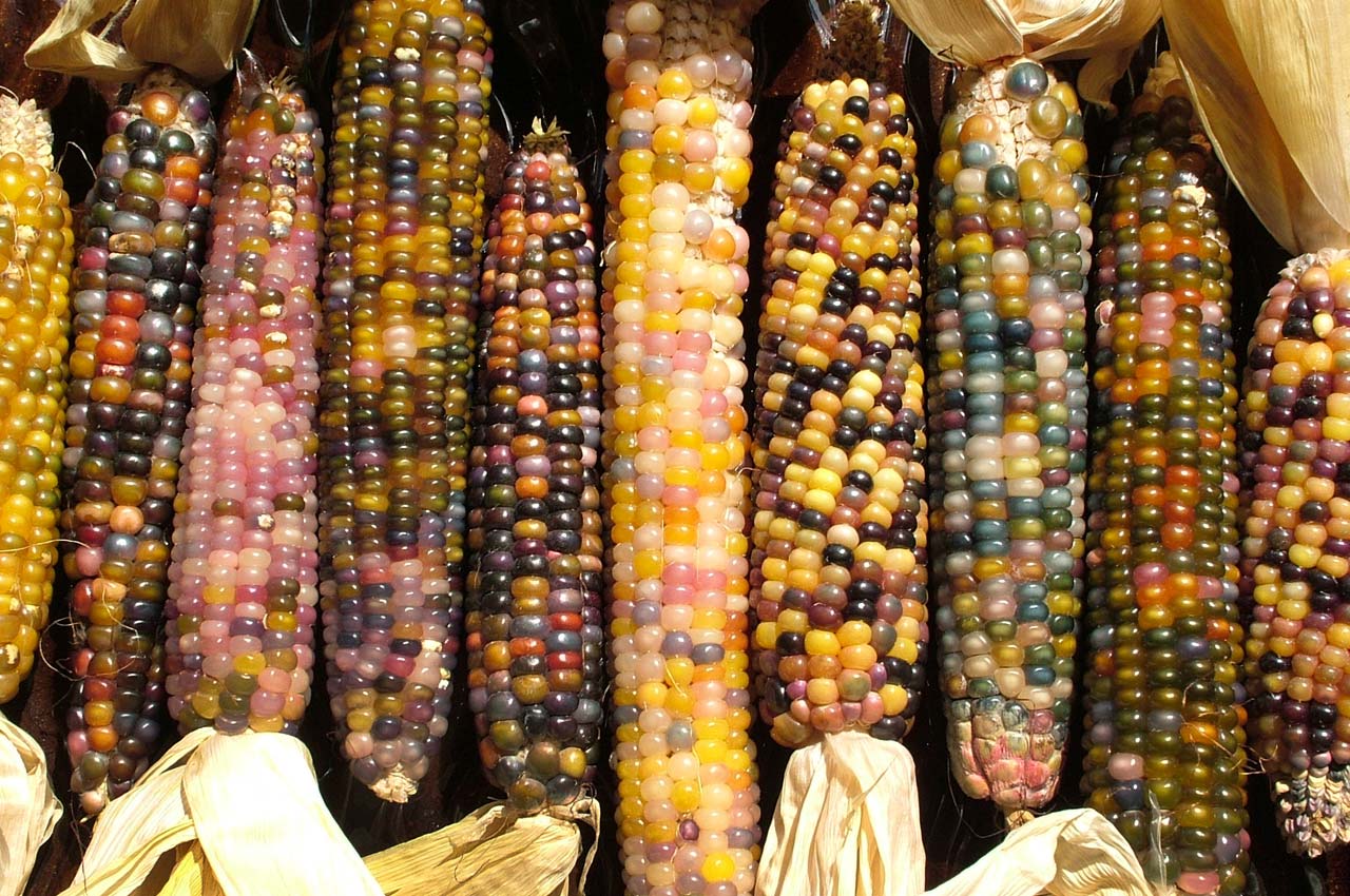 Corn Facts - Corn Types - Flint Corn