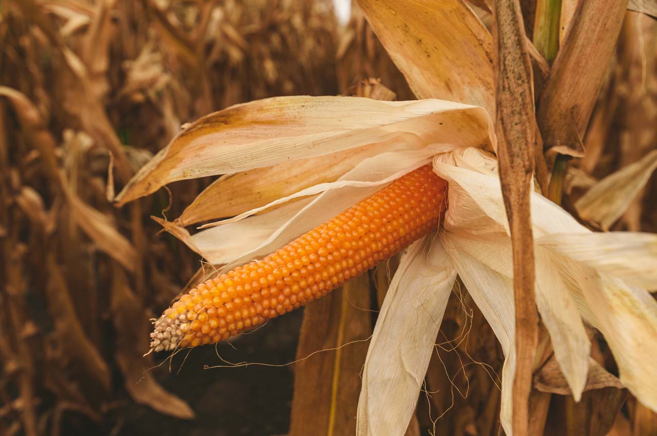 Corn Facts - Corn Types - Popcorn