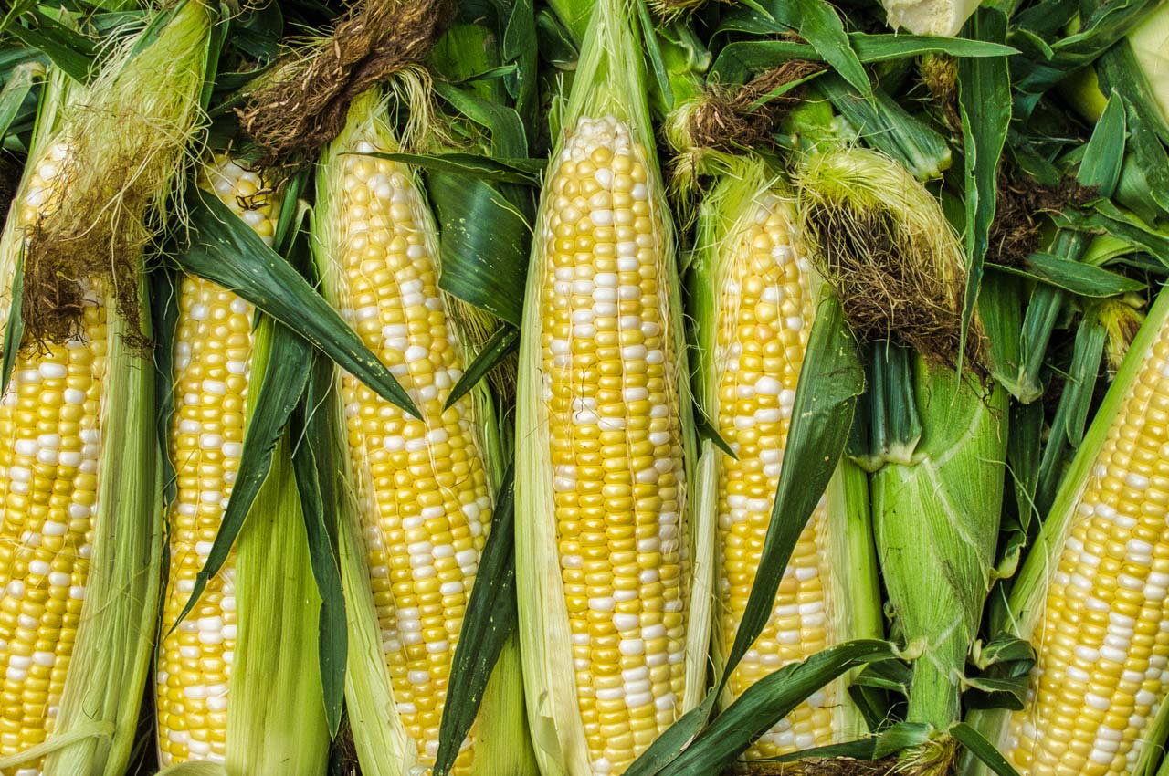 Corn Facts - Corn Types - Sweet Corn